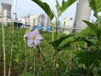 Solanum carolinense 5, Carolina-nachtschade, Saxifraga-Rutger Barendse