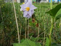 Solanum carolinense 6, Carolina-nachtschade, Saxifraga-Rutger Barendse