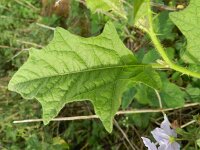 Solanum carolinense 7, Carolina-nachtschade, Saxifraga-Rutger Barendse