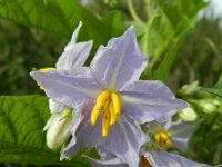 Solanum carolinense 8, Carolina-nachtschade, Saxifraga-Rutger Barendse