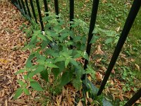 Solanum chenopodioides 17, Ganzenvoetnachtschade, Saxifraga-Ed Stikvoort