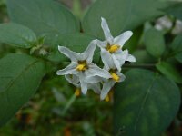 Solanum chenopodioides 21, Ganzenvoetnachtschade, Saxifraga-Ed Stikvoort : A900