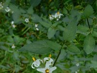Solanum chenopodioides 22, Ganzenvoetnachtschade, Saxifraga-Ed Stikvoort