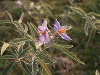 Solanum elaeagnifolium 1, Saxifraga-Dirk Hilbers