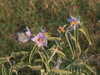 Solanum elaeagnifolium 2, Saxifraga-Dirk Hilbers