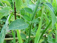 Solanum luteum 2, Saxifraga-Rutger Barendse