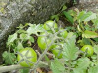 Solanum lycopersicum 11, Tomaat, Saxifraga-Rutger Barendse