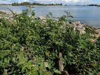 Solanum lycopersicum 18, Tomaat, Saxifraga-Ed Stikvoort