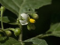 Solanum nigrum 1, Zwarte nachtschade, Saxifraga-Jan van der Straaten