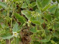 Solanum nitidibaccatum 10, Glansbesnachtschade, Saxifraga-Ed Stikvoort