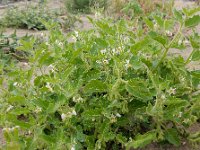 Solanum nitidibaccatum 11, Glansbesnachtschade, Saxifraga-Ed Stikvoort