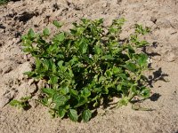 Solanum nitidibaccatum 12, Glansbesnachtschade, Saxifraga-Ed Stikvoort