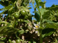 Solanum nitidibaccatum 13, Glansbesnachtschade, Saxifraga-Ed Stikvoort