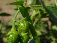 Solanum nitidibaccatum 2, Glansbesnachtschade, Saxifraga-Ed Stikvoort