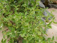 Solanum nitidibaccatum 3, Glansbesnachtschade, Saxifraga-Ed Stikvoort