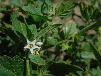 Solanum nitidibaccatum 5, Glansbesnachtschade, Saxifraga-Ed Stikvoort