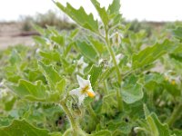 Solanum nitidibaccatum 7, Glansbesnachtschade, Saxifraga-Ed Stikvoort