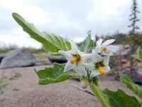 Solanum nitidibaccatum 8, Glansbesnachtschade, Saxifraga-Ed Stikvoort