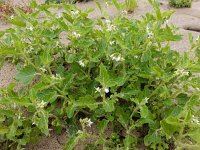 Solanum nitidibaccatum 9, Glansbesnachtschade, Saxifraga-Ed Stikvoort