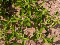Solanum physalifolium 2, Glansbesnachtschade, Saxifraga-Peter Meininger