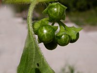 Solanum physalifolium 3, Glansbesnachtschade, Saxifraga-Peter Meininger