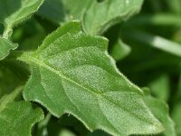 Solanum physalifolium 5, Glansbesnachtschade, Saxifraga-Sonja Bouwman