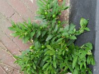 Solanum pseudocapsicum 1, Oranjeboompje, Saxifrfaga-Rutger Barendse