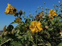 Solanum rostratum 13, Stekelnachtschade, Saxifraga-Ed Stikvoort : Terneuzen Grensmaas Borgharen stekelnachtschade Kruiningen a900