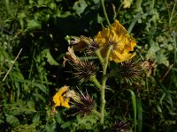 Solanum rostratum 16, Stekelnachtschade, Saxifraga-Ed Stikvoort : Terneuzen Grensmaas Borgharen stekelnachtschade Kruiningen s9900