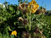 Solanum rostratum 19, Stekelnachtschade, Saxifraga-Ed Stikvoort : Terneuzen Grensmaas Borgharen stekelnachtschade Kruiningen s9900