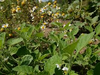 Solanum sarrachoides 3, Kleverige nachtschade, Saxifraga-Ed Stikvoort : s9900