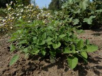 Solanum sarrachoides 6, Kleverige nachtschade, Saxifraga-Ed Stikvoort : A900