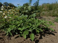 Solanum sarrachoides 9, Kleverige nachtschade, Saxifraga-Ed Stikvoort : A900