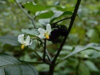 Solanum scabrum 2, Saxifraga-Ed Stikvoort : A900