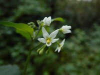 Solanum scabrum 4, Saxifraga-Ed Stikvoort : A900