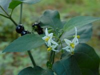 Solanum scabrum 5, Saxifraga-Ed Stikvoort : s9900