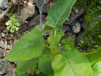 Solanum vespertilio 1, Saxifraga-Rutger Barendse