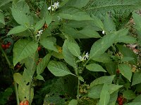 Solanum villosum 2, Donsnachtschade, Saxifraga-Ed Stikvoort : A900