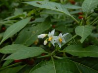 Solanum villosum 3, Donsnachtschade, Saxifraga-Ed Stikvoort : A900