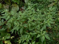 Solanum villosum 4, Donsnachtschade, Saxifraga-Ed Stikvoort : A900