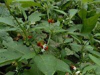 Solanum villosum 5, Donsnachtschade, Saxifraga-Ed Stikvoort : A900