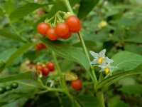 Solanum villosum 7, Donsnachtschade, Saxifraga-Ed Stikvoort : s9900