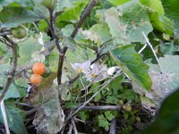 Solanum villosum ssp miniatum 1, Saxifraga-Rutger Barendse