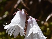 Soldanella minima 10, Saxifraga-Harry Jans