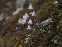 Soldanella minima 15, Saxifraga-Luuk Vermeer