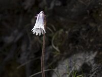 Soldanella minima 2, Saxifraga-Willem van Kruijsbergen