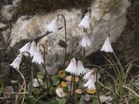 Soldanella minima 3, Saxifraga-Willem van Kruijsbergen