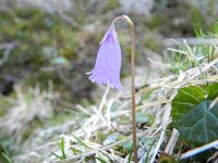 Soldanella minima 5, Saxifraga-Rutger Barendse