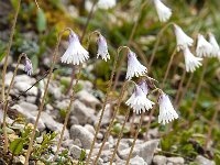 Soldanella minima 7, Saxifraga-Luuk Vermeer