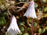 Soldanella minima 8, Saxifraga-Harry Jans